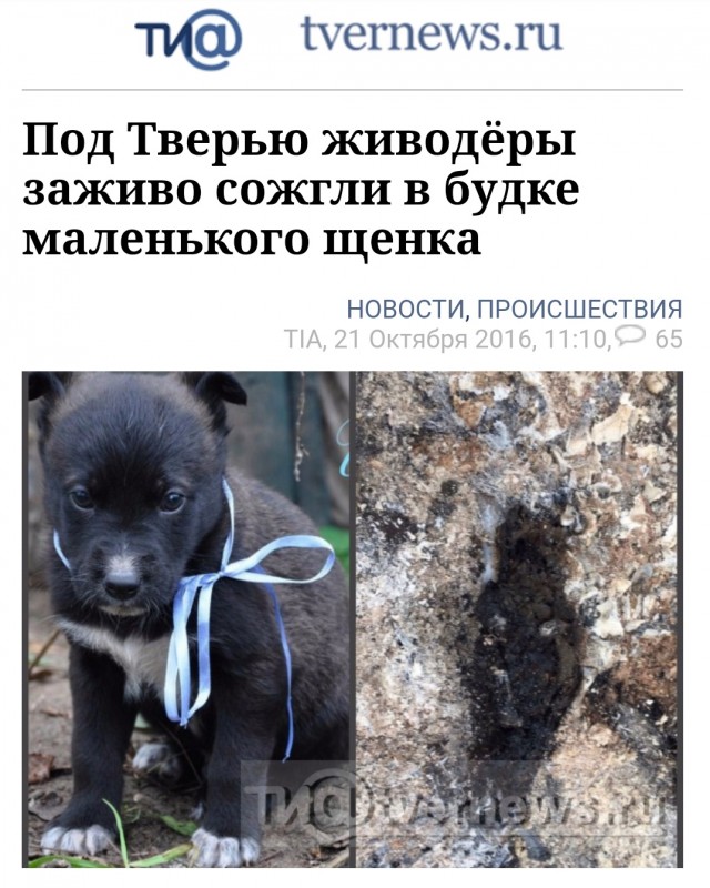В Мурманске пока полиция бездействовала в отношении живодера, местные жители взяли дело в свои руки