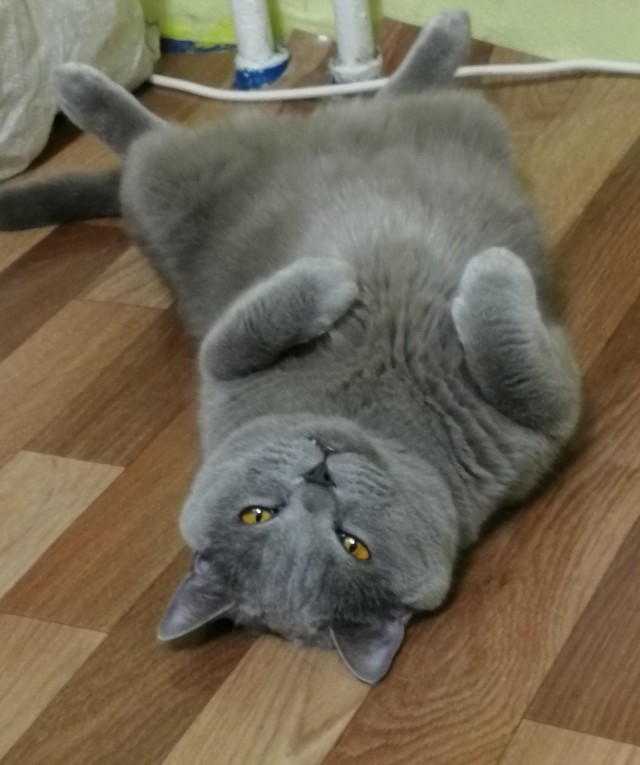 Коты, которые нас порадовали!