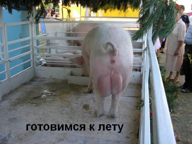 Фотожаба: Скоро лето 2008 !