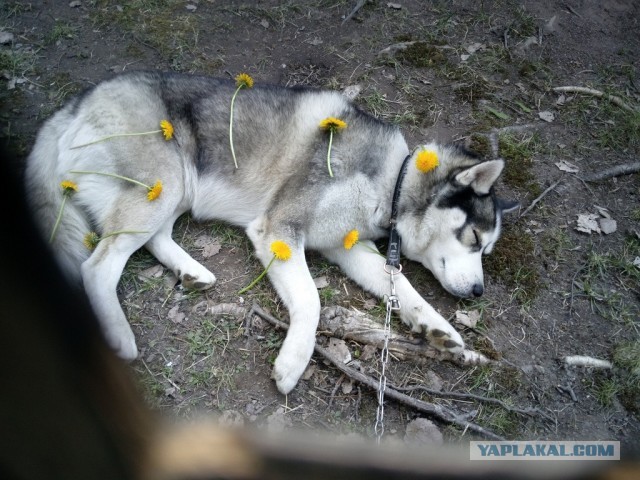 11 уставших собак