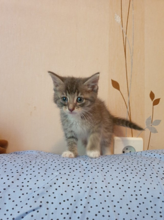 Забавные животные
