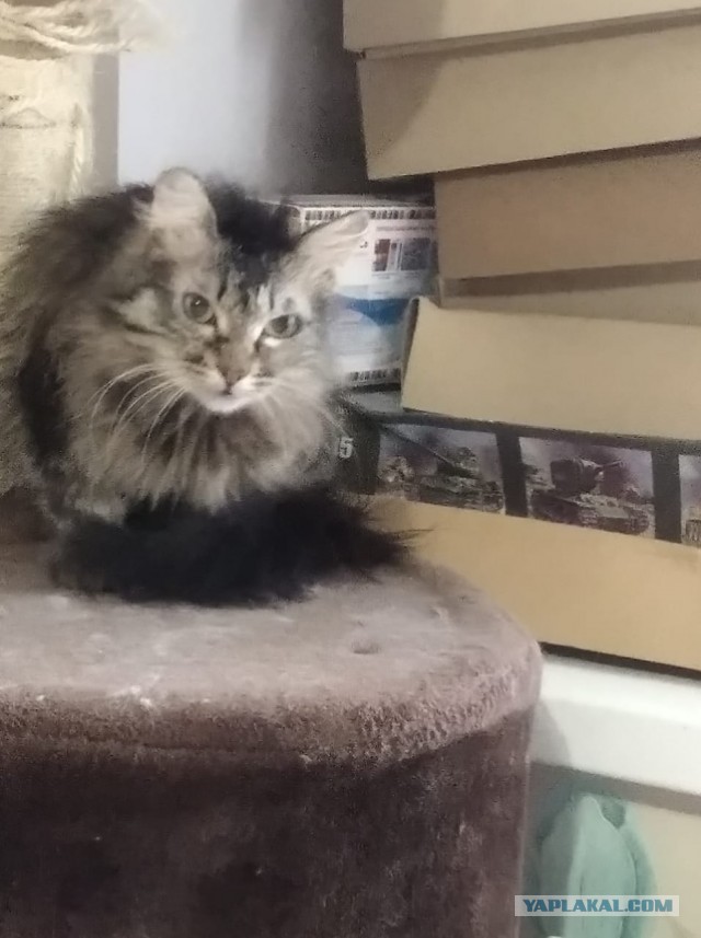 Жизнь домашнего приюта "Котоленд" 272