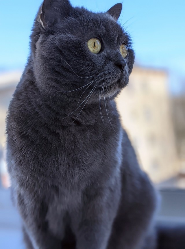Кошка и банка молока