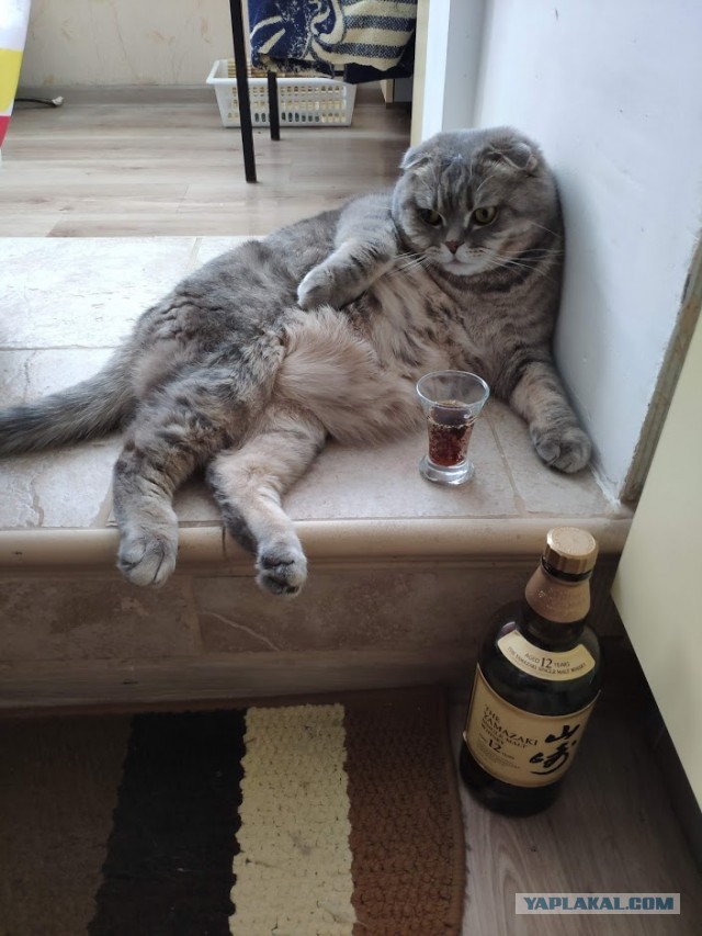 Хоба! Котовторник!