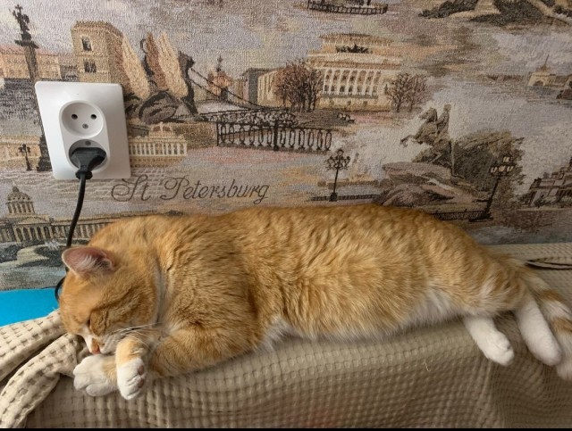 Котовторник