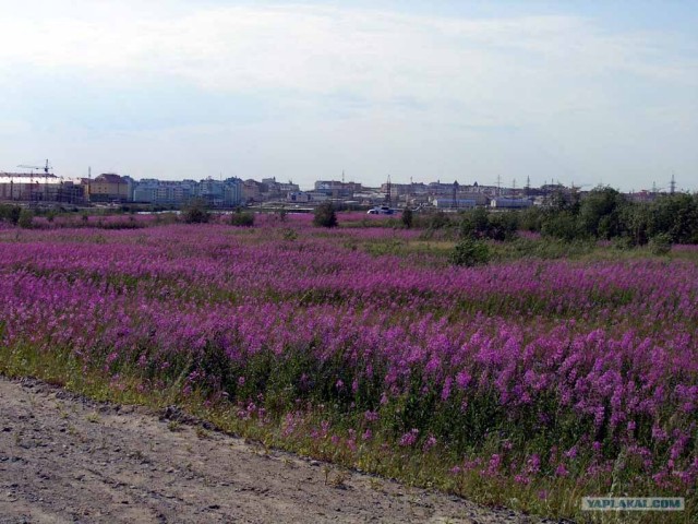 Заполярье, поездка за хариусом