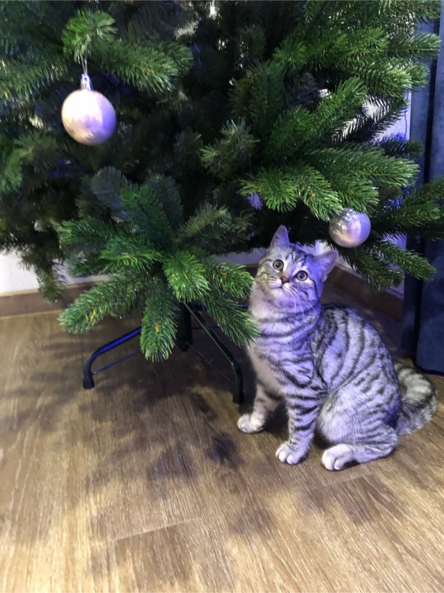 Котовторник 21.12.21