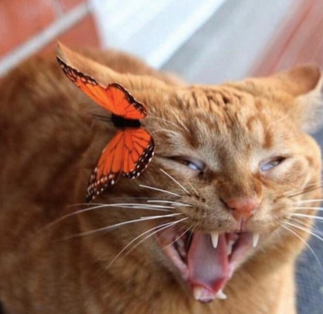 Котовторниковское