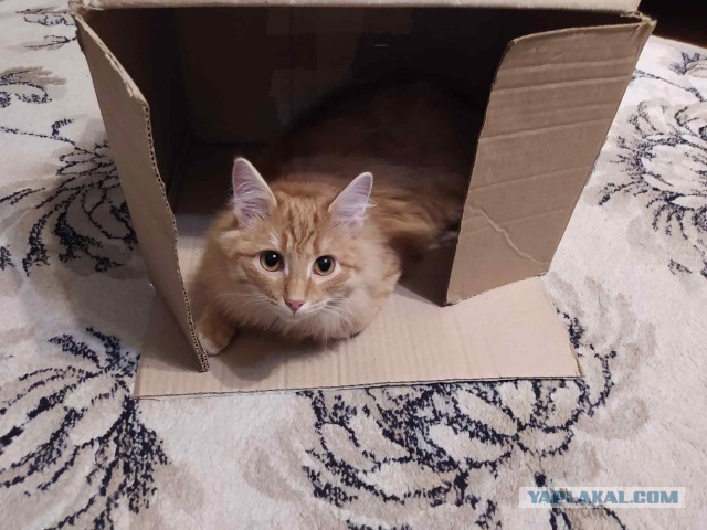 Котовторник вроде.