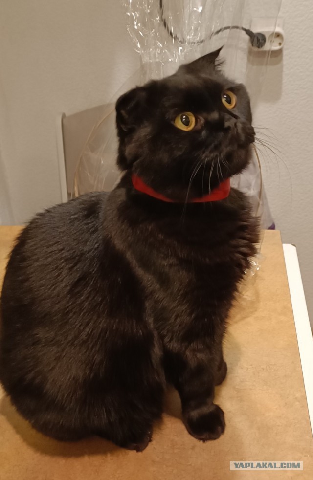 Котовторник вроде.