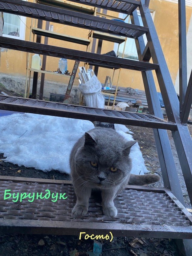Жизнь домашнего приюта "Котоленд" 328