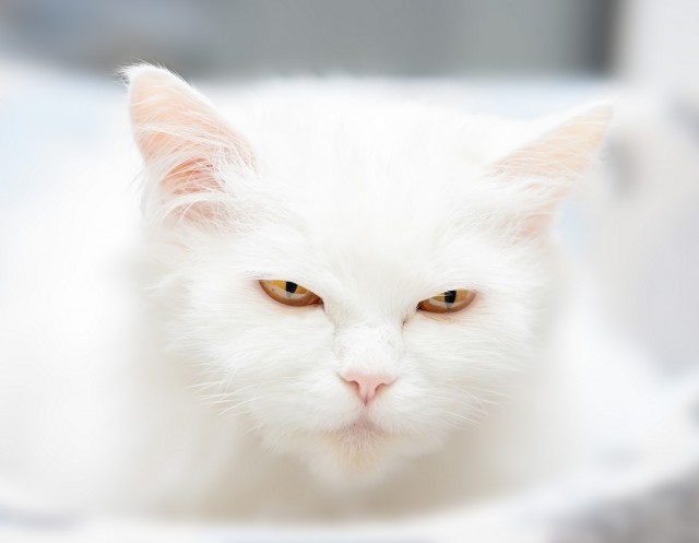 Котовторник ведь начался!