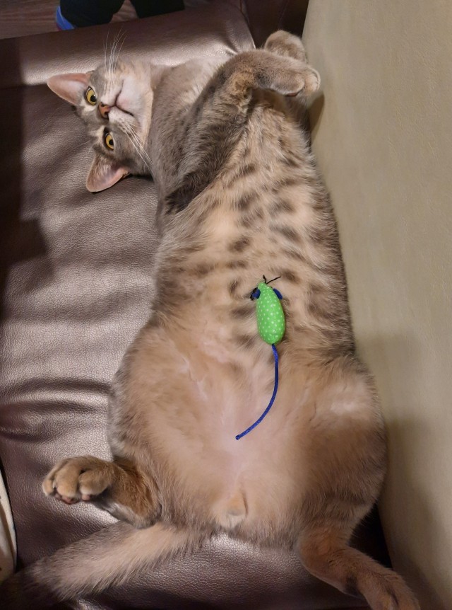 И снова день кошачий!