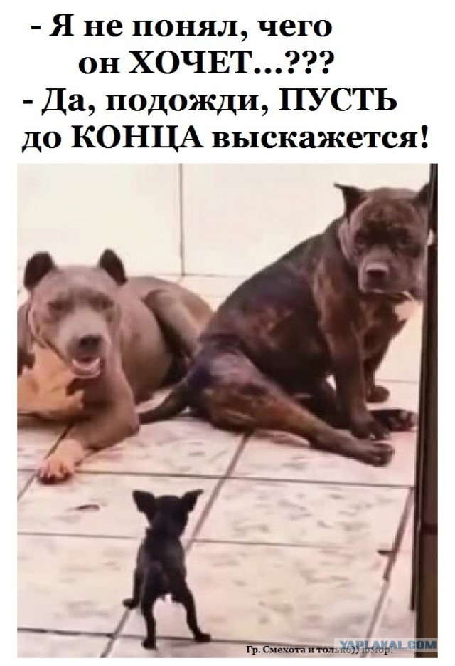 Забавные комментарии из социальных сетей (06.06.22)