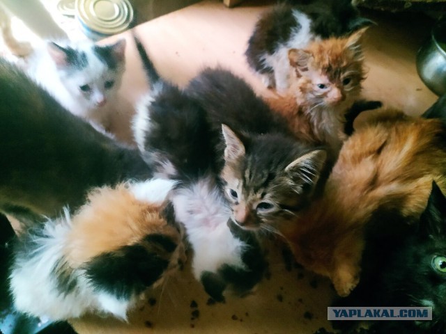 Котики в беде