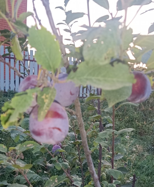 А мы картошку копаем
