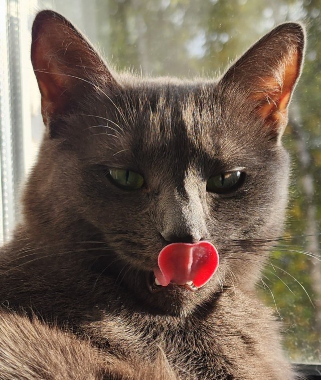 Немного милоты в котовторник