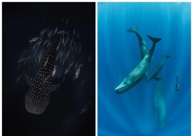 Победители фотоконкурса Ocean Photographer of the Year 2022