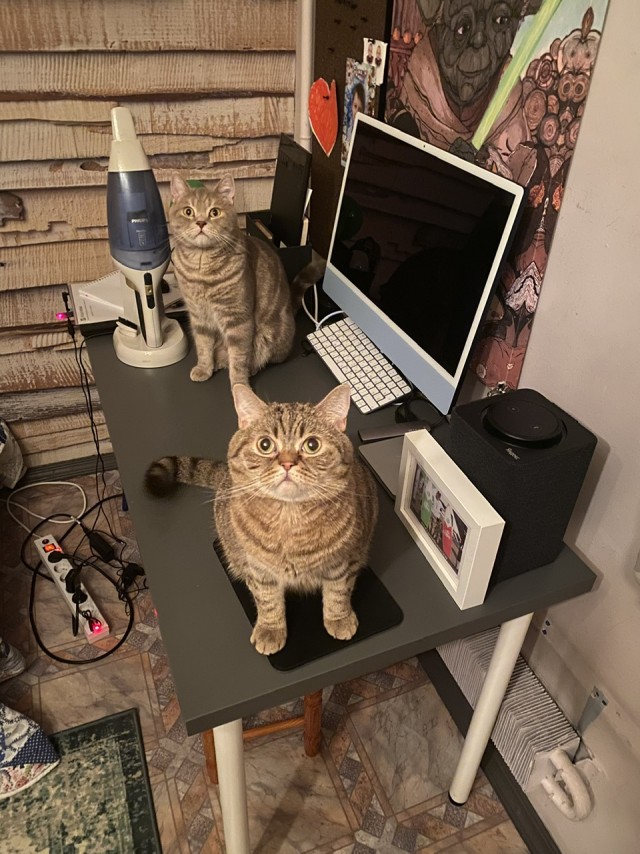Вторник, сэр кот