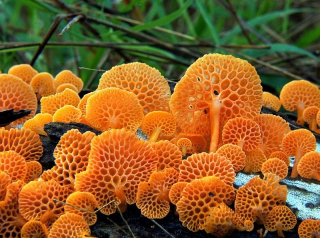 Десять самых красивых видов грибов в мире