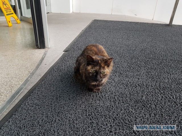 Котики Стамбула