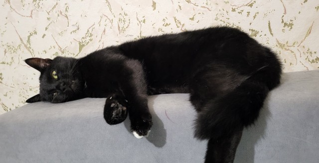 Котовторник