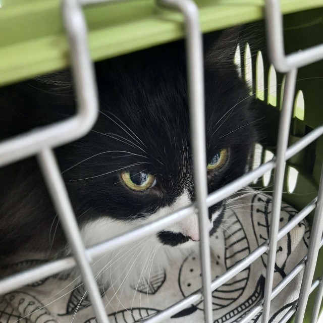 Котовторник