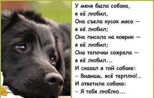 Твое и собачье дело: россиян накажут за самовыгул животных