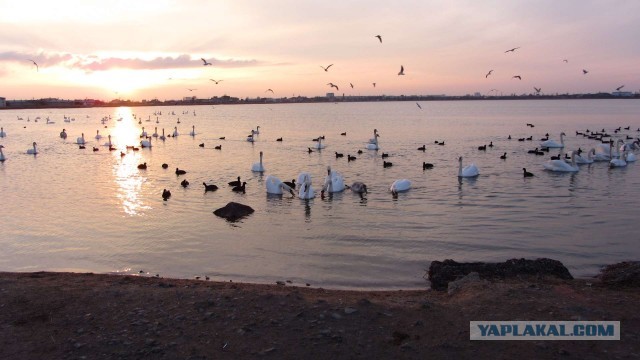 Крым в феврале или "Не стреляйте в белых лебедей!"