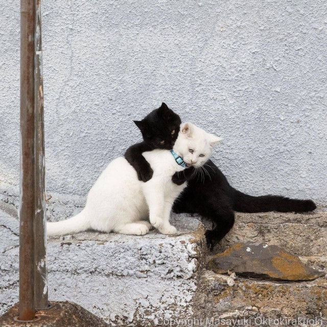 Начинаем котофторник?