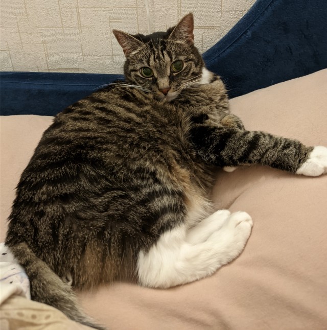 Котовторник! 16+ Коллеги-рабы, отмечаемся, у кого хозяину много лет!