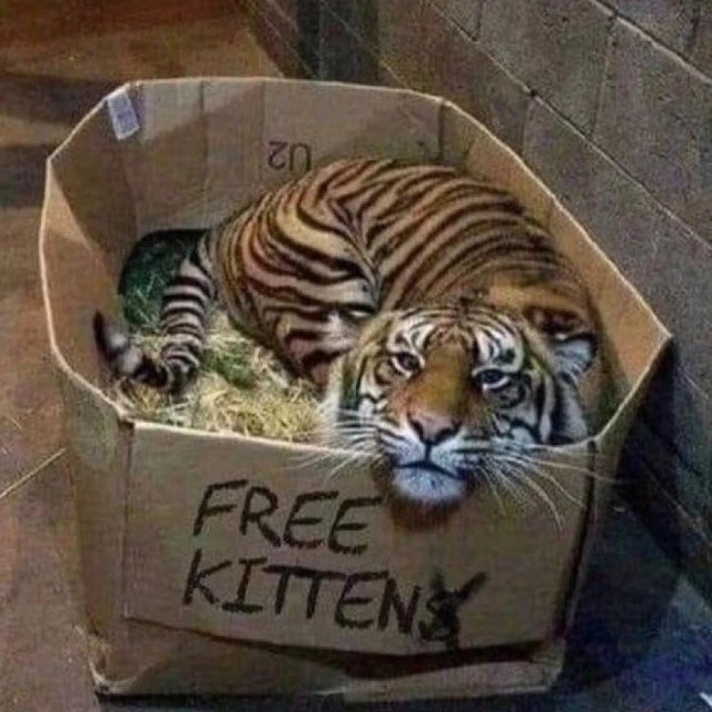Котячьи нежности