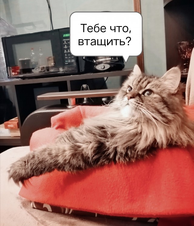 Эти кошки упрямее барана: ТОП-7 пород со скверным характером