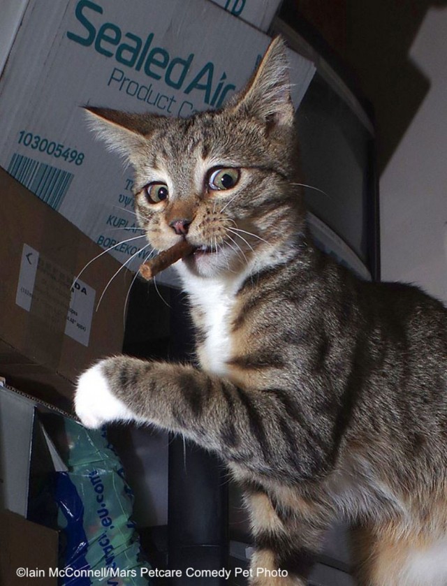 Comedy Pet Photo Awards 2020