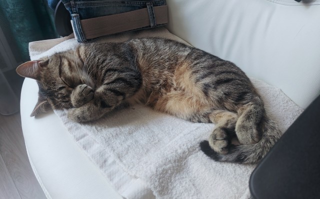 К котовторнику, 17 лет стукнуло меховому
