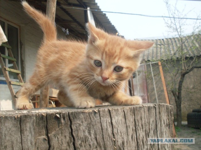 Котовторник 23.04.2013