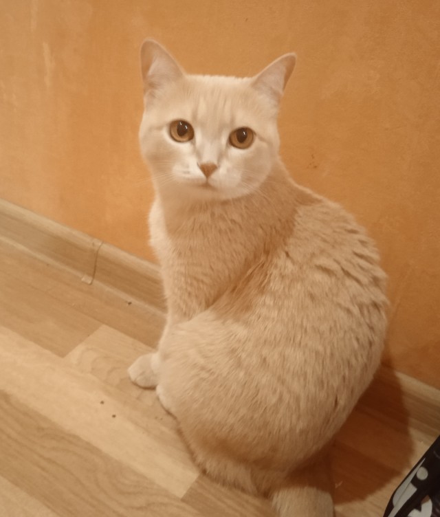 Моя красотка