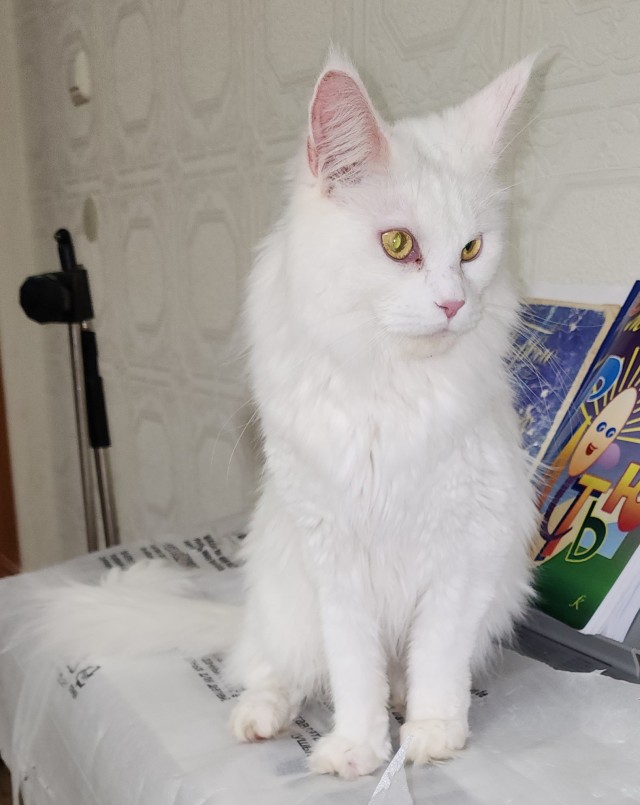 Мой котяра