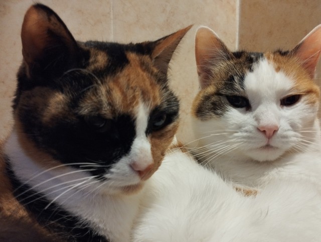 Котовторник. Дуська