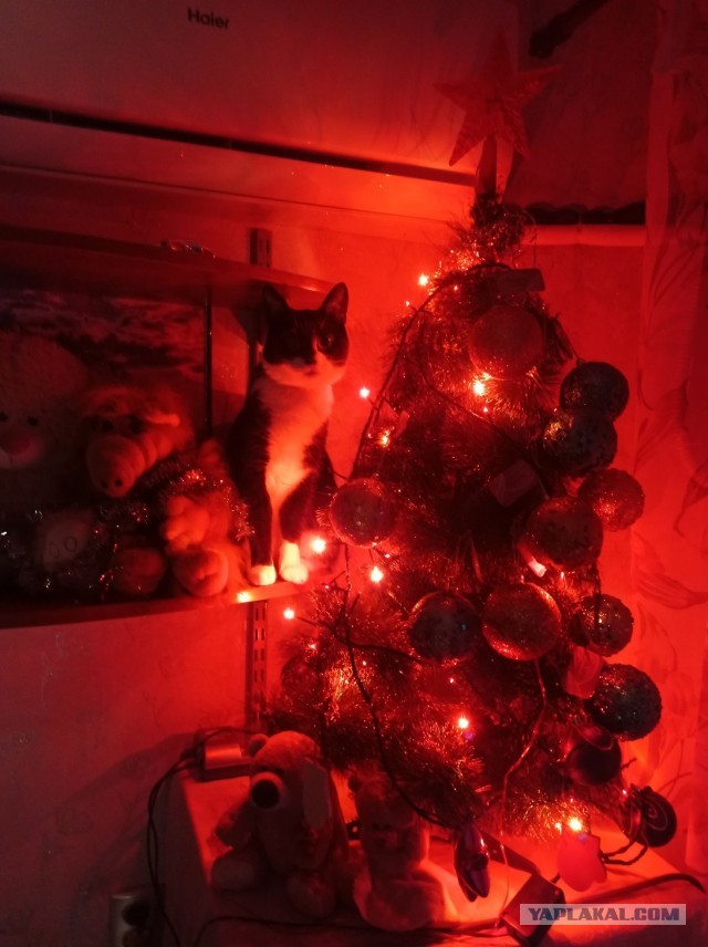 Новогодний кот