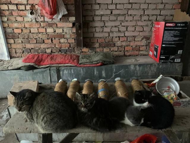 Всем кота за мой счёт. Я настаиваю