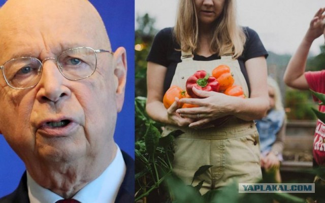 ВЭФ требует запретить домашние овощи и фрукты