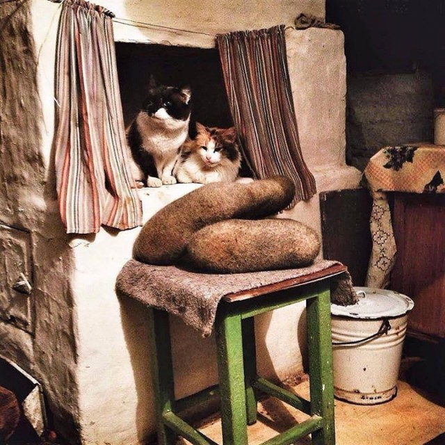 Коты деревенской породы