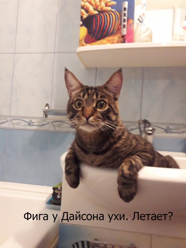 С Котовторником!
