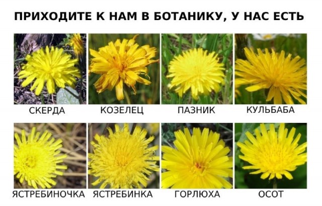 Окопная болезнь
