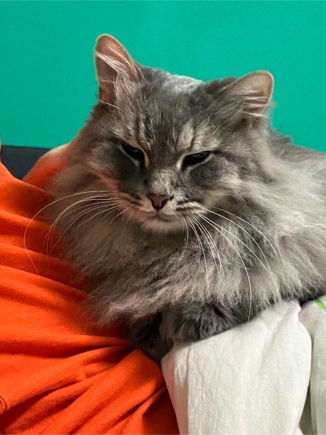 Котовторник