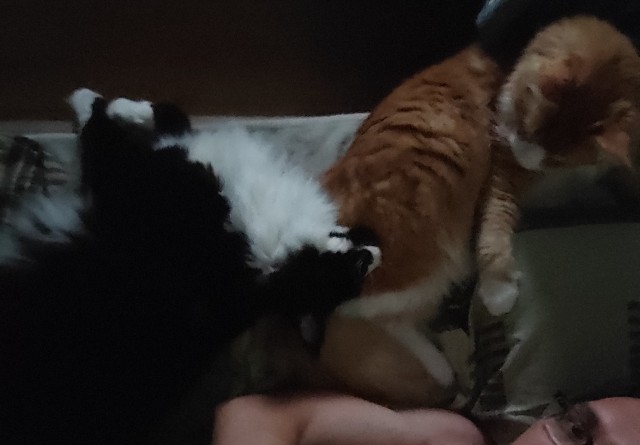 Котопаралич 1 степени