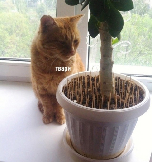 Так себе картинки 24.05.25