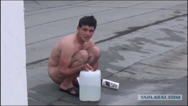 Этого вы уже не развидите, но именно так выглядят банатские куриные голуби