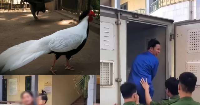 6 лет тюрьмы за птичку.